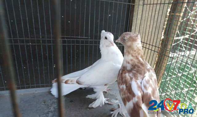 Продаю андижанских голубей Афипский - изображение 1