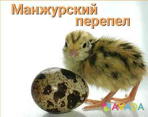 Перепелиное яйцо (инкубационное) Lesnoy