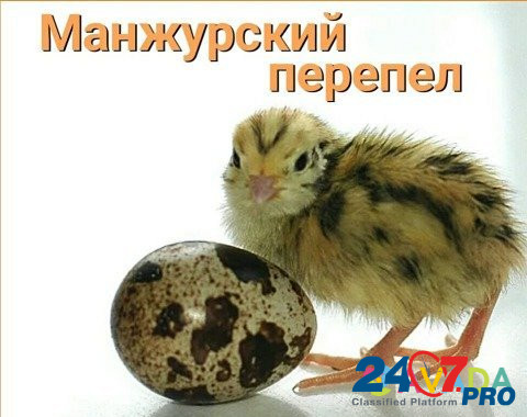 Перепелиное яйцо (инкубационное) Lesnoy - photo 1