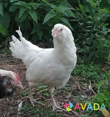 Курицы амераукана фавероль доминант дс-109 Krasnoyarsk
