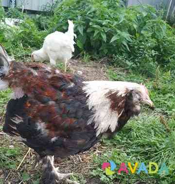 Курицы амераукана фавероль доминант дс-109 Krasnoyarsk