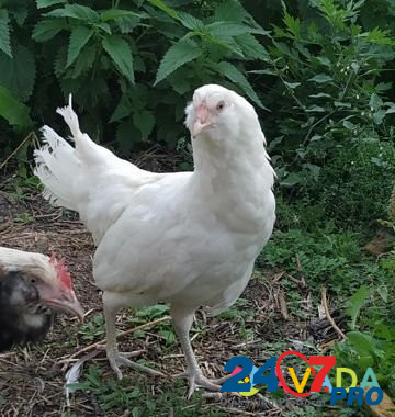 Курицы амераукана фавероль доминант дс-109 Krasnoyarsk - photo 4