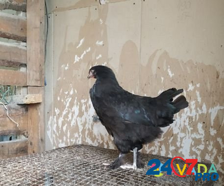 Курицы амераукана фавероль доминант дс-109 Krasnoyarsk - photo 6
