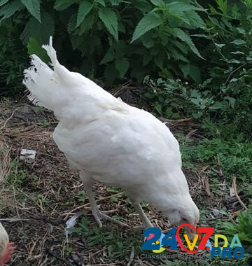Курицы амераукана фавероль доминант дс-109 Krasnoyarsk - photo 2