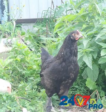 Курицы амераукана фавероль доминант дс-109 Krasnoyarsk - photo 8