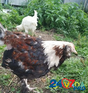 Курицы амераукана фавероль доминант дс-109 Krasnoyarsk - photo 3