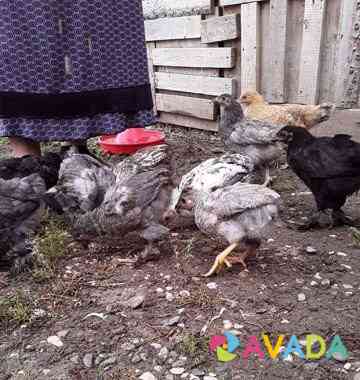 Цыплята 2 с половиной месяца от кочки Shali