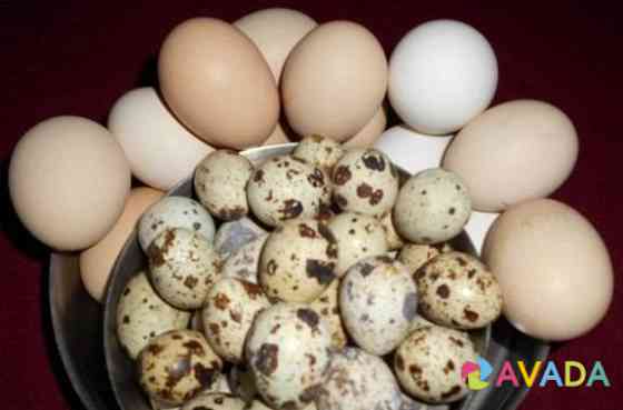 Яйца перепелиные и куриные Novosil'