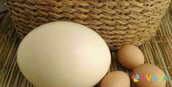 Продам инкубационные и столовые яйца страуса Bessonovka