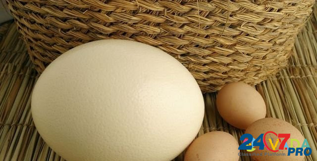 Продам инкубационные и столовые яйца страуса Бессоновка - изображение 1