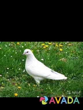 Белые голуби Pyatigorsk