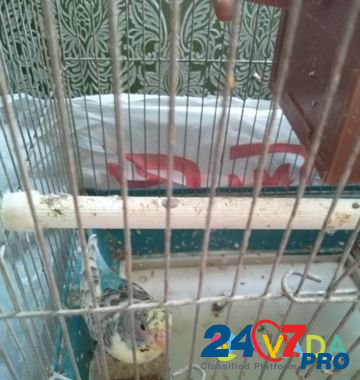 Волнистый попугай (самка) Shchigry - photo 1