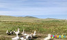 Гуси, утки, петухи Krasnokamensk