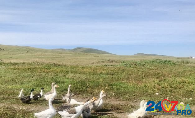 Гуси, утки, петухи Krasnokamensk - photo 1