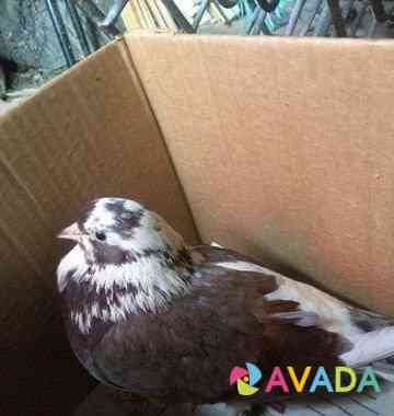 Найден голубь, домашний окольцованный Tol'yatti