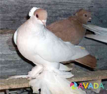 Продам голубей и других птиц Perm