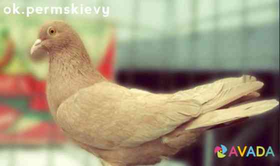Продам голубей и других птиц Perm