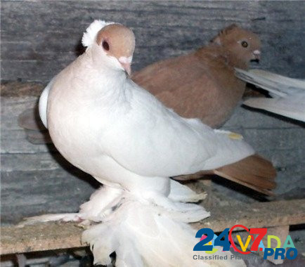 Продам голубей и других птиц Perm - photo 3