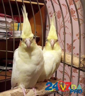 Продам попугаев корелла Kerch - photo 2