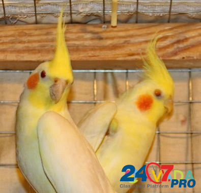 Продам попугаев корелла Kerch - photo 4