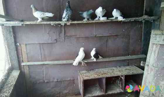 Продам голубей Orenburg