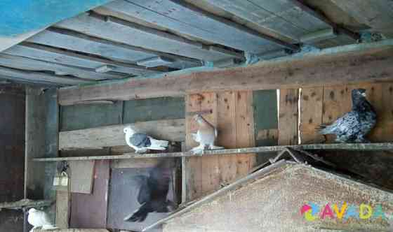 Продам голубей Orenburg