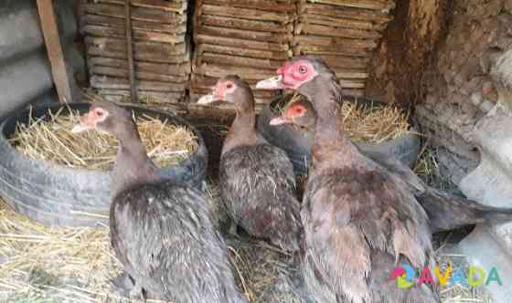 Мускусные утки (индоутки индоутята ) Zelenokumsk