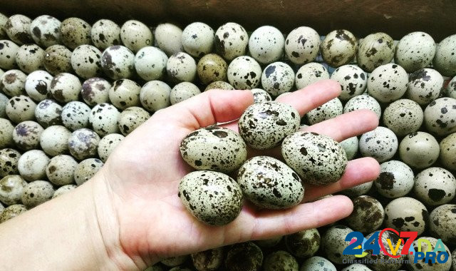 Перепела пяти пород и инкуб.яйцо с доставкой Novorossiysk - photo 8