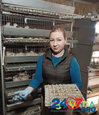 Перепела пяти пород и инкуб.яйцо с доставкой Novorossiysk - photo 6