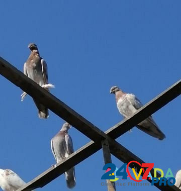Голуби средники Atamanskaya - photo 3