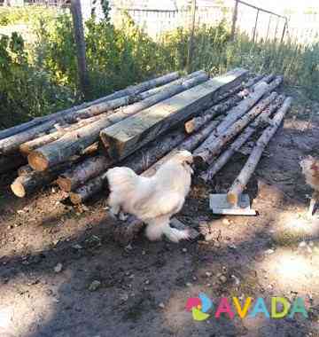Продаются цыплята породы китайские шёлковые Pavlovka