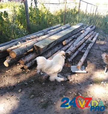 Продаются цыплята породы китайские шёлковые Pavlovka - photo 4