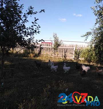 Продаются цыплята породы китайские шёлковые Pavlovka - photo 6