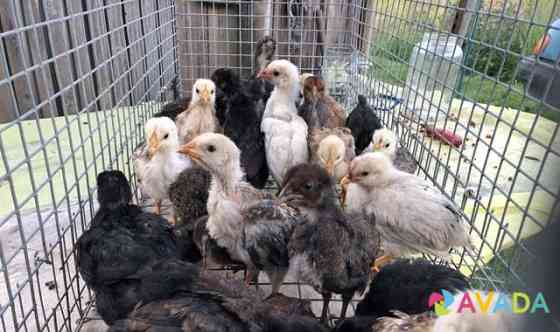 Продаю подросших цыплят Kaluga