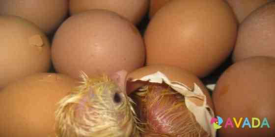 Яйцо инкубационное мясо-яичная порода Novosibirsk
