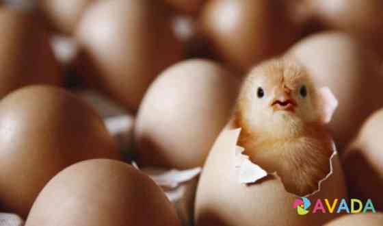 Яйцо инкубационное мясо-яичная порода Новосибирск