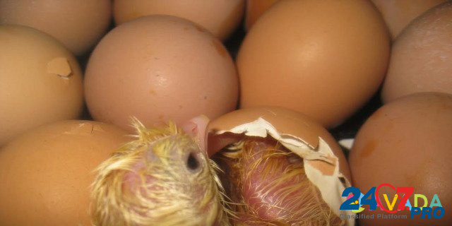 Яйцо инкубационное мясо-яичная порода Novosibirsk - photo 2