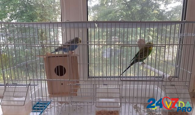 2 попугая+клетка Krasnovishersk - photo 1