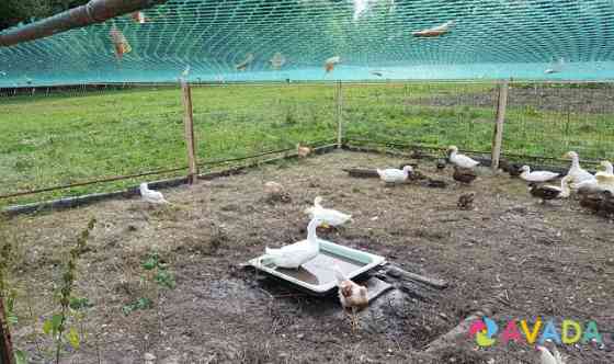 Утки для охоты (кряква) Saransk