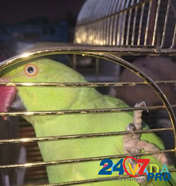 Ожереловый попугай+ новая клетка Simferopol - photo 2