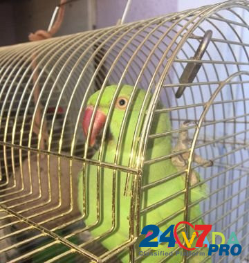 Ожереловый попугай+ новая клетка Simferopol - photo 1