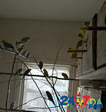 Продам попугаев Glushkovo - photo 4