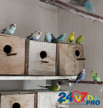 Продам попугаев Glushkovo - photo 1