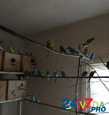 Продам попугаев Glushkovo - photo 5