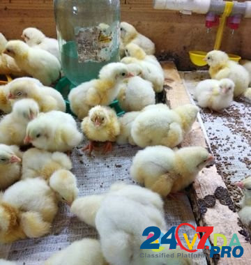 Перепела,цыплята бройлерные, яйцо куриное, перепел Бронницы - изображение 6