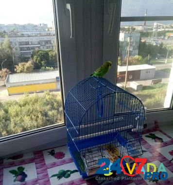 Попугай волнистый Vologda - photo 1