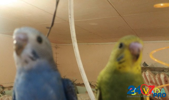 Птенцы волнистого попугайчика Yermolino - photo 1