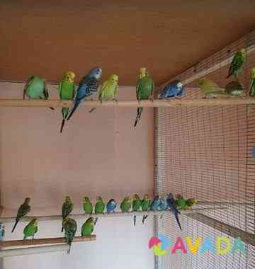 Волнистые попугаи Зеленокумск
