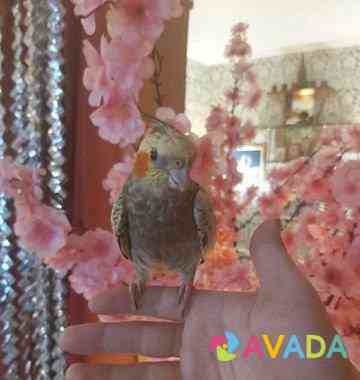 Попугай корелла Orenburg