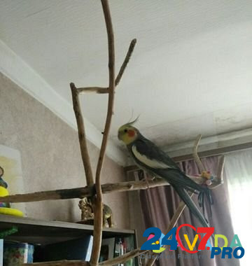 Попугай Lobnya - photo 1